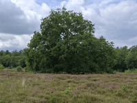 Heide_Denneweg_Liggend-1366×768 Heide_Denneweg_Liggend-1366x768